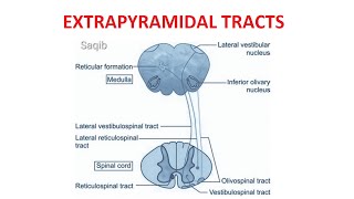 Extrapyramidal Tracts [upl. by Akemor]