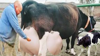 Worlds highest Milking and Biggest Udder Size Holstein Friesian Cow  HF Cow Farming Documentary [upl. by Towney773]