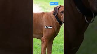 Ontmoet de Rhodesian Ridgeback Jouw Actieve Metgezel [upl. by Yadrahc]