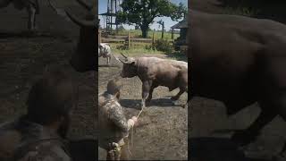 Bull catch and npc shortvideo reddeadredemtion2 shorts [upl. by Nalo886]