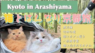 【猫と泊まれるホテル】キンプトン新宿を体験した猫がこちら エキゾチックショートヘア  猫動画  猫と旅行  ねこ  体験レポ [upl. by Aleyak]