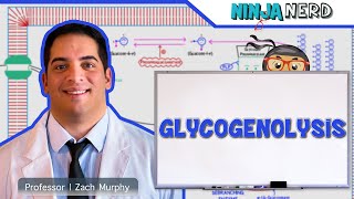 Metabolism  Glycogenolysis [upl. by Ylek19]