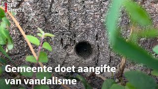 Vijf bomen vergiftigd in Amersfoort Triest dit hoe haal je het in je hoofd  RTV Utrecht [upl. by Hares]