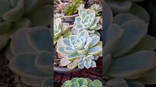 Echeveria fantomesuculentafacilcultivo💚💚 [upl. by Amery]