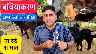 बधियाकरण  Castration करने का तरीक़ा  सबसे आसान  Male Goat and sheep  Nisar Indian Education [upl. by Allie59]