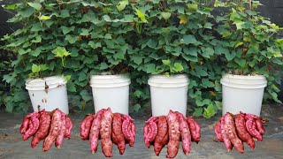 Grow sweet potatoes at home with this secret you will have a good harvest [upl. by Behah]