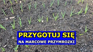 Przygotuj się na Przymrozki w Marcu Mogą paść Warzywa Bratki mogą przestać Kwitnąć Uprawa Roślin [upl. by Ennairod]