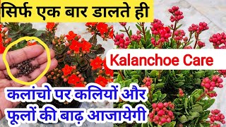 कलांचो पर आजायेगी फूलों की बाढKalanchoe Flower Plant CareHow to grow kalanchoeBest fertilizer [upl. by Miof Mela]