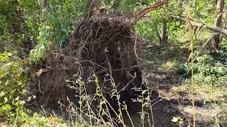 09072024 Beaver Falls PA  Thunderstorm wind damage [upl. by Siekram]