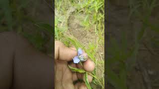 Commelina species Blue petals vs Purple petals [upl. by Garrett128]