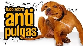 Como acabar com as pulgas e carrapatos em gatos e cachorros [upl. by Staffan]