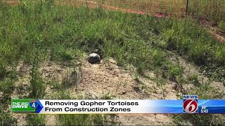 Removing Gopher Tortoises from construction zones [upl. by Claudie]