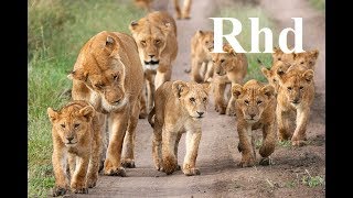 Lions pride of Africa the hunt for giraffe part 1 Nature 2018 Hd Documentary [upl. by Yremrej919]