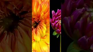 How blooming purple Dahlia flower timelapse Blooming Dahlia Flowers Timelapse  slow motion 4K [upl. by Eenhpad]