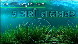 Spirulana આ શાકાહરી વસ્તુ ઇંડા કરતા પણ વધુ શક્તિશાળી સ્ટડીમાં થયો ખુલાસો [upl. by Crenshaw538]