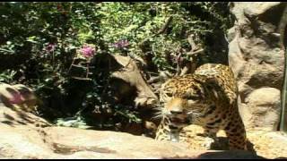 Loro Parque en Leopard Loropark Tenerife con la Sonyavi [upl. by Lil]