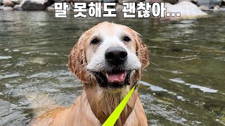 말 못 하는 강아지의 마음을 알아줬을 때 볼 수 있는 상당히 귀여운 반응 [upl. by Indyc]