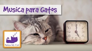 Cure ansiedad por separación Gato con música relajante [upl. by Iccir477]