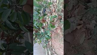 Sapodilla plant shorts gardening chiku sapodilla viral greenery [upl. by Ahsital]