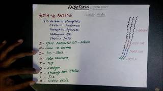 Pyrogen testing based on the monocyte activation test MAT [upl. by Jada]