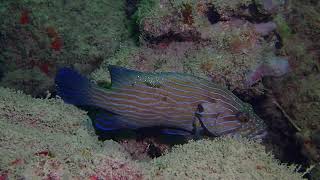 Blueline grouper at cleaning station Pulau Jong Singapore [upl. by Eno]