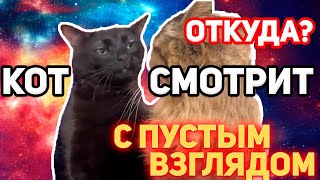 Кот смотрит с потухшим взглядом  Откуда МЕМ Black Cat zoning out meme [upl. by Manard]