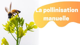 La pollinisation manuelle des COURGETTES COURGES POTIRONS [upl. by Calle737]