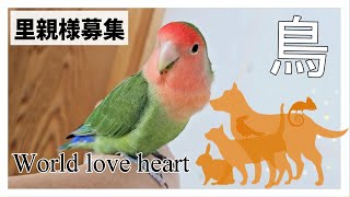 【里親募集】保護施設にいる可愛い小鳥たち World love heart [upl. by Methuselah]