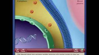 Chapter 47 Mechanism of Thyroxine Action mpeg 1 [upl. by Edd139]