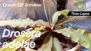 QUEEN of Sundew growing WELL  Drosera adelae  time lapse  Carnivorous Plant [upl. by Oakleil580]