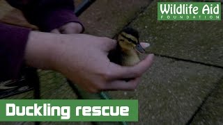 Ducklings hatch in garden but are unable to escape [upl. by Joachim]