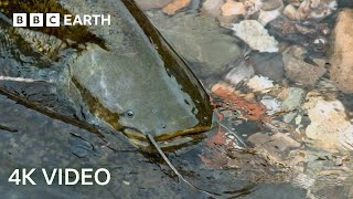 The Fish That Hunts Pigeons  4K UHD  Planet Earth II  BBC Earth [upl. by Ajad]