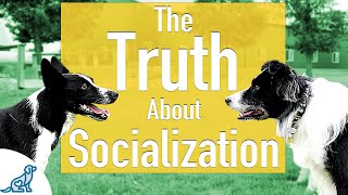 How to SOCIALIZE a PUPPY With Other DOGS 🐶 [upl. by Hagan946]