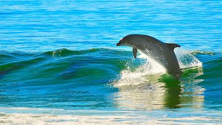 Sanación Milagrosa con Canto y Sonidos de Delfines Ballenas y Orcas  Cetáceos 🐋🐬🐳 Sonido Real 8D [upl. by Ojiram]