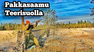 Teeren metsästystä houkutuskuvilla [upl. by Ayrolg]