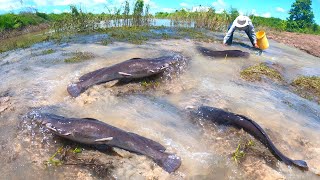 amazing fishing catch a lot of fishes in flooding waterway by hand a smart fisherman [upl. by Brandenburg382]