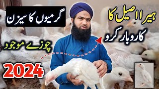 White Heera aseel hen farming 2024  Hen farming business idea  hen farming simulator at home [upl. by Eboh]