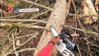 Fällen und Entasten mit Stihl 400 C Geported [upl. by Moynahan]