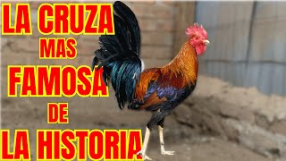 LA CRUZA MAS FAMOSA DE LA HISTORIA [upl. by Lamoree]