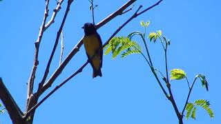 yellow bellied Siskin song [upl. by Daughtry]