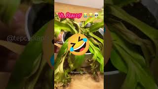 I got humbled 😭😭😭 expectationvsreality funny trending viral pov plants reels edit [upl. by Elita]