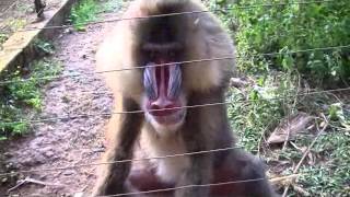 MANDRILL YAOUNDE ZOO [upl. by Lundt]