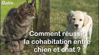 Comme chien et chat  Les faire cohabiter [upl. by Oric827]