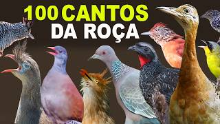 100 CANTOS DE AVES da ROÇA [upl. by Waldemar]