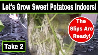 Growing Sweet Potatoes In A Pot  Indoors [upl. by Shelbi499]