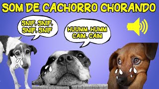 Som de Cachorro Chorando e Choramingando 7 Efeitos Sonoros de Cachorro Chorando 🐶🦮 [upl. by Lampert37]