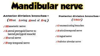 mandibular nerve branches  mandibular nerve anatomy mnemonics  medicalmnemonics786 [upl. by Kina]