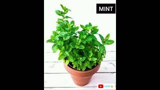 5 herbal plants thats we can grow at home [upl. by Noryb641]