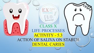 Life processes Activity 53 Digestive system and dental caries Class 10 CBSENCERT Biology [upl. by Enialed]