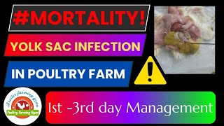 YOLK SAC INFECTION IN HINDI YOLK SE JUDE SAMASYA OR SAMADHAN poultryfarming poultryfarm poultry [upl. by Mathias]